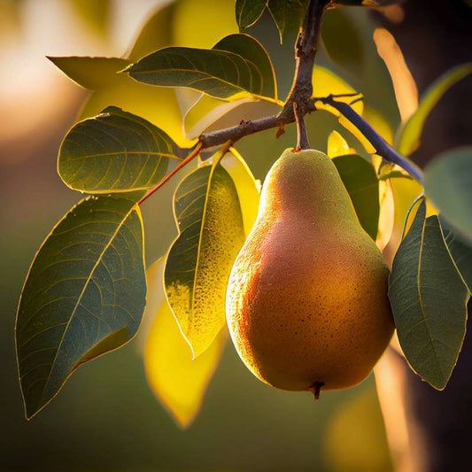 Elegant Pear Geo Candle – Sandalwood & Vanilla Scent – Nude Candle